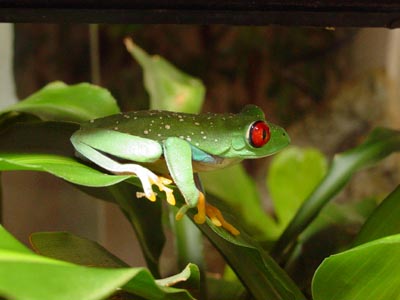 Frog Puzzle